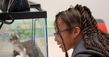 Student peers into a turtle tank.