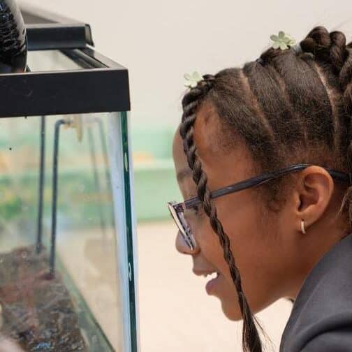 Student peers into a turtle tank.